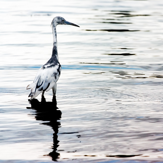 unknown bird