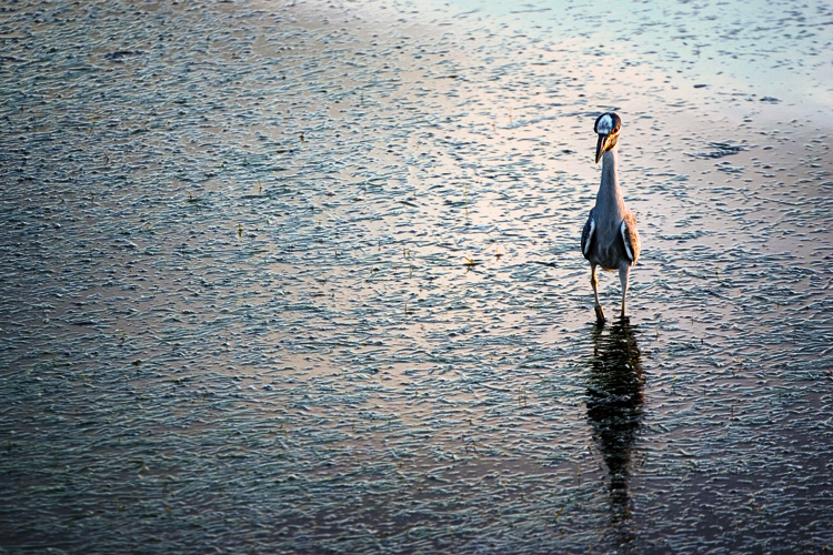 another night heron